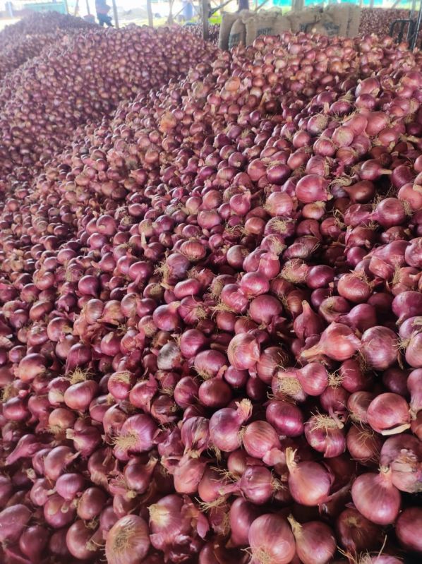 NASHIK FRESH ONION