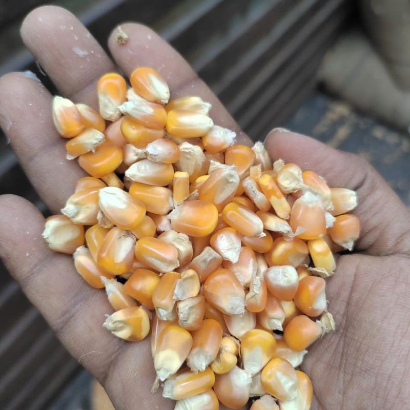 Common Yellow Maize for Ethanol