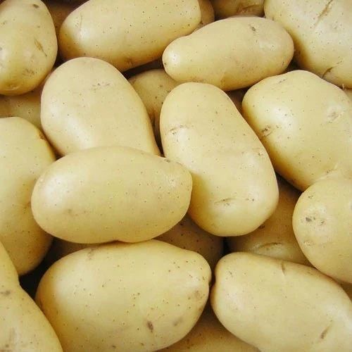 Organic Fresh Potato for Cooking