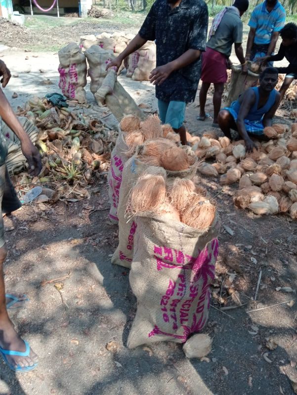 Big Size Coconut