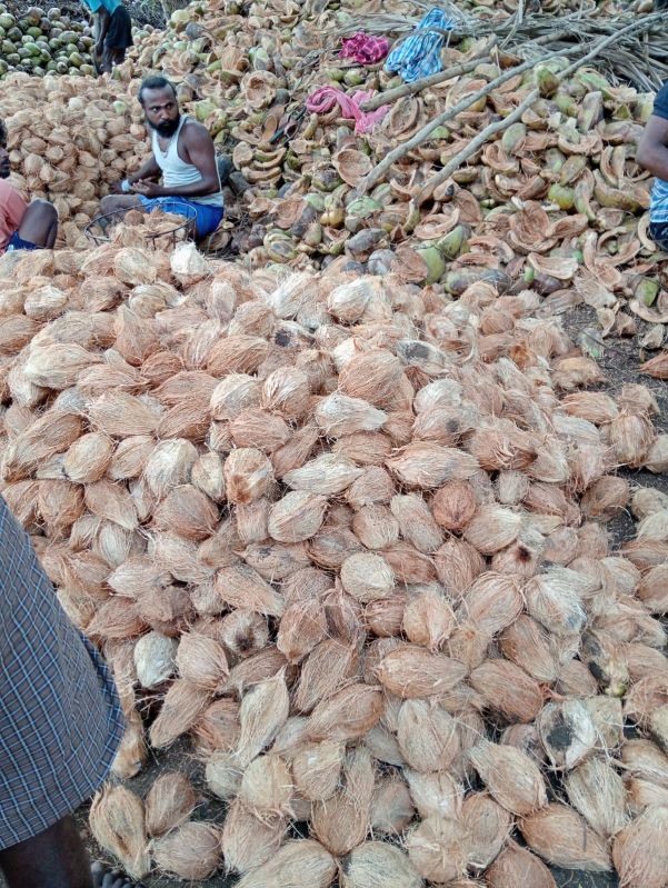 Big Size Coconut