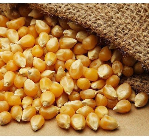 Maize Seeds for Human Consuption