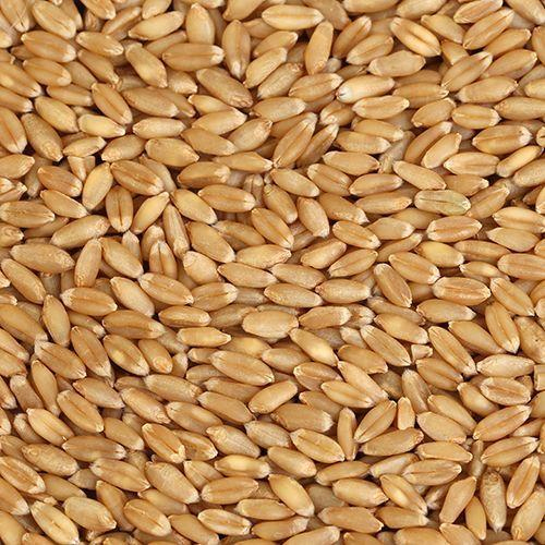 Sharbati Wheat Grain for Making Bread, Cooking, Cookies