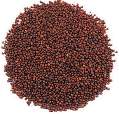 Organic Mustard Seeds for Cooking