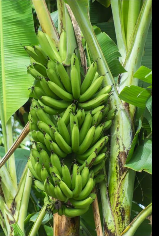A Grade Fresh Green Banana for Cooking, Food Processing