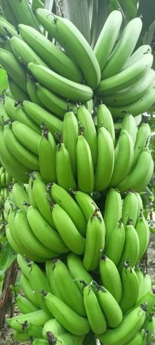 Natural Green Banana for Cooking, Food Processing