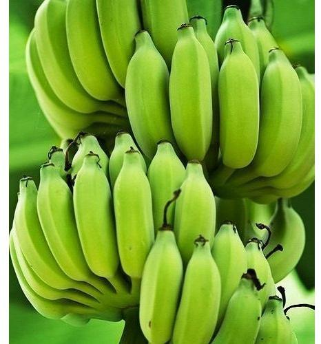 Natural Raw Green Banana for Food Processing