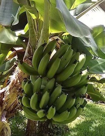 Natural Raw Banana, Packaging Type : Loose