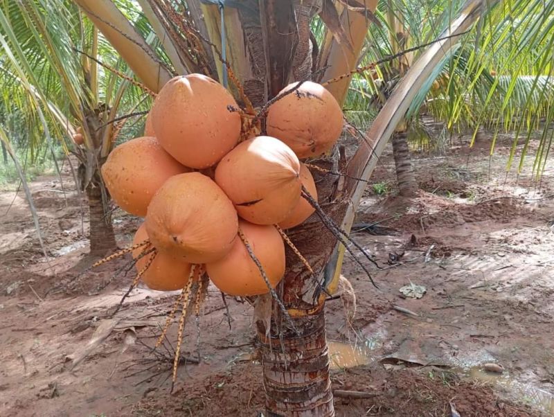 Coconut Plant