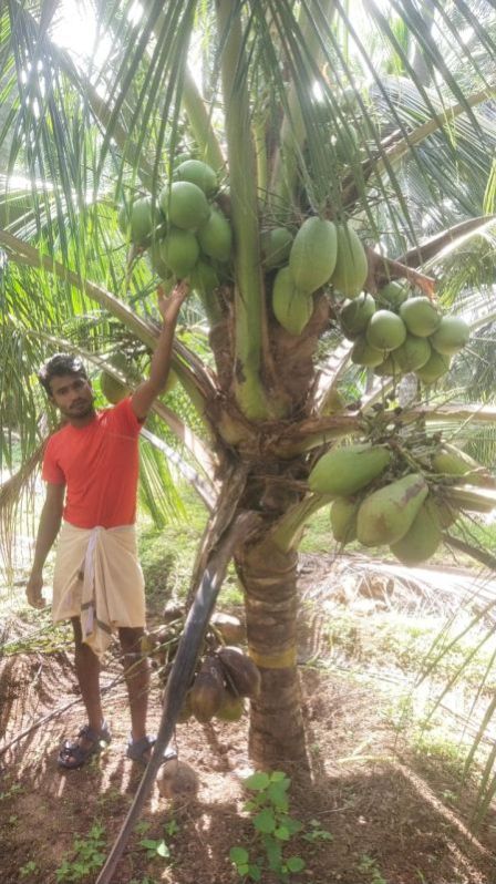 coconut plants