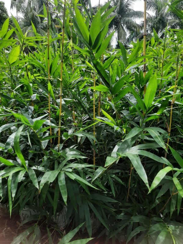 Ghoti bamboo
