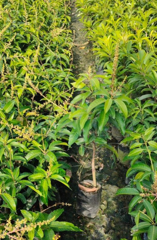 Mango Plants