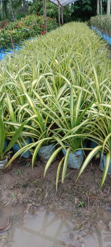 green spider pentanus plant
