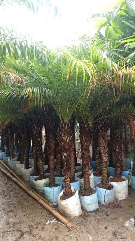 Pygmy Date palm