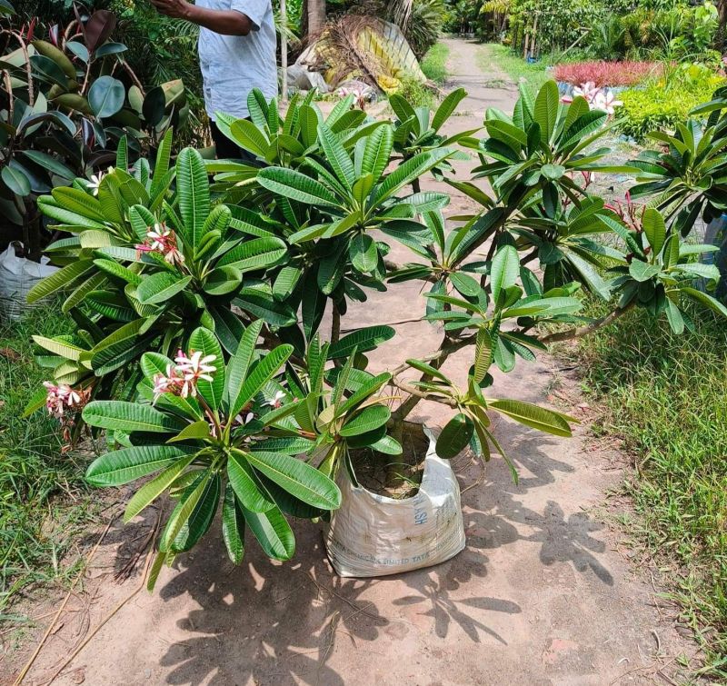 red frangipani plant