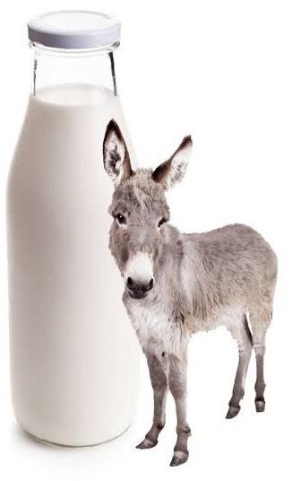 Fresh Donkey Milk, Certification : FSSAI Certified