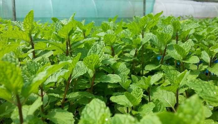 Organic mint leaf for Cooking