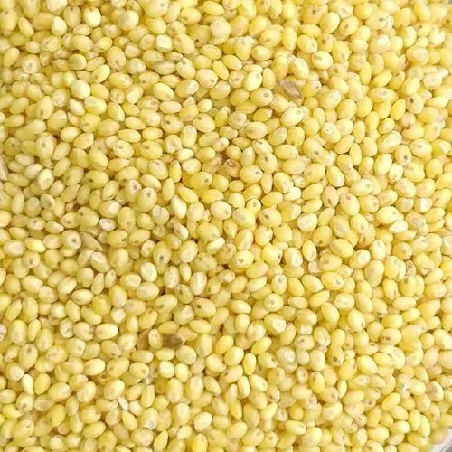 Natural Proso Millet Seeds for Cooking, Food Processing