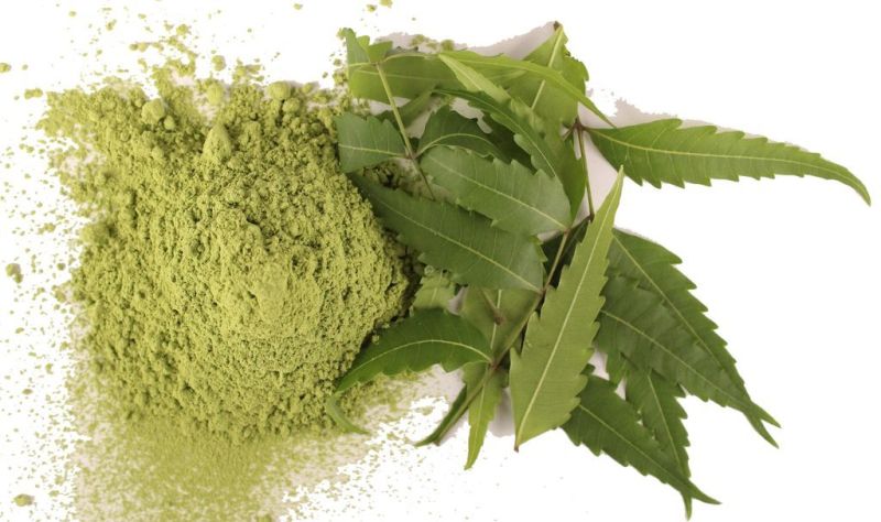 Organic Dry Neem Leaf Powder for Herbal Medicines