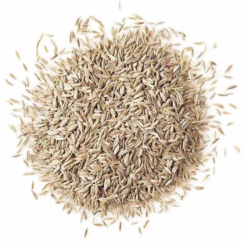 Raw Common White Cumin Seeds for Cooking