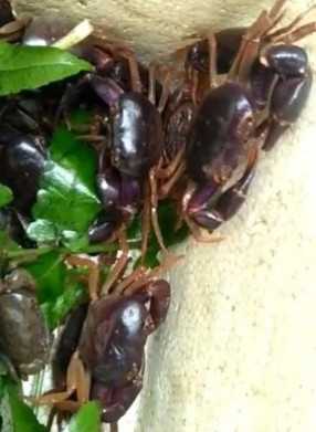 Black Purple Crabs for Aquarium
