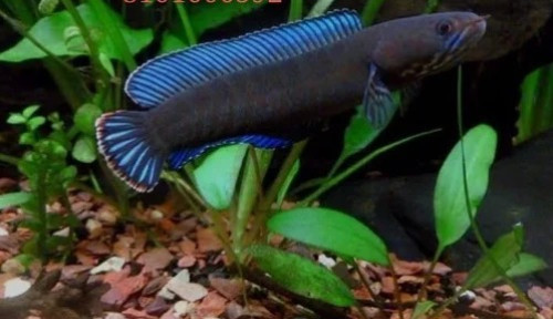 Channa Blue Andrao Aquarium Fish, Packaging Type : Thermocole Box