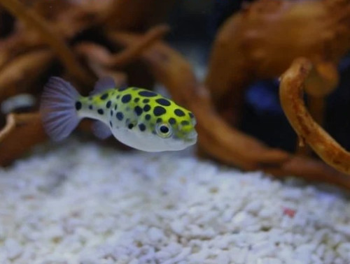 Green Puffer Aquarium Fish, Packaging Type : Thermocole Box