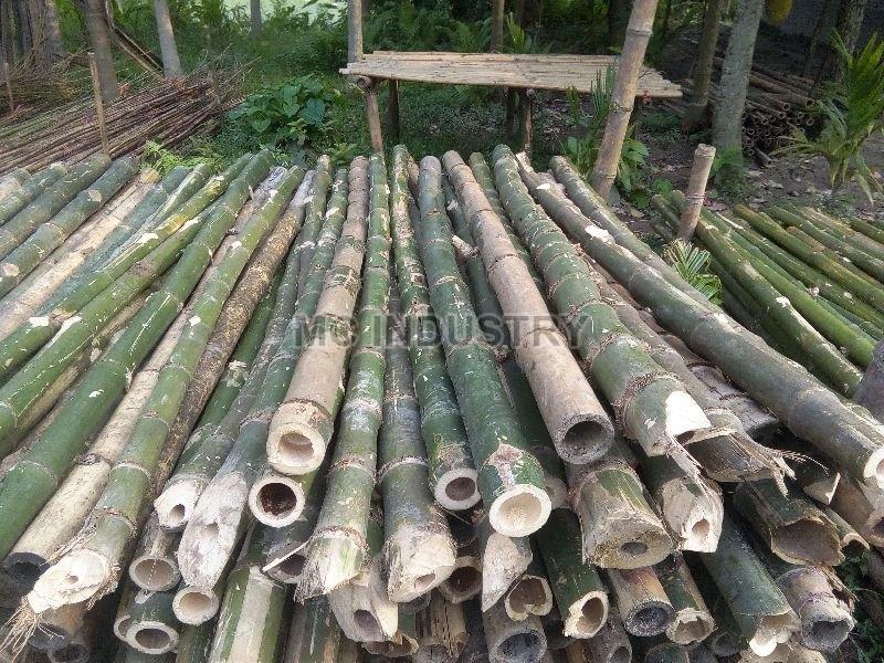 Bamboo Poles