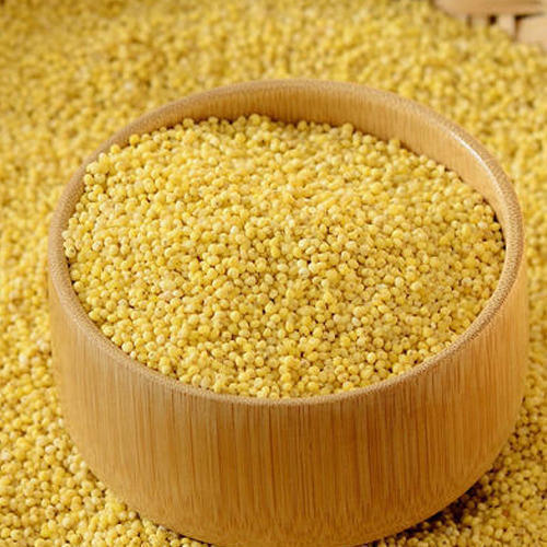 Yellow Millet for Cooking, Cattle Feed