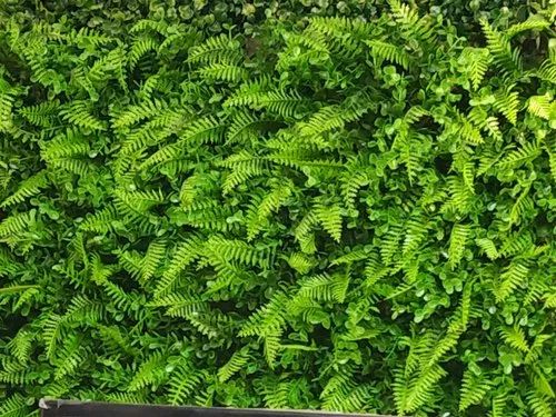 Artificial Green Wall for Outdoor