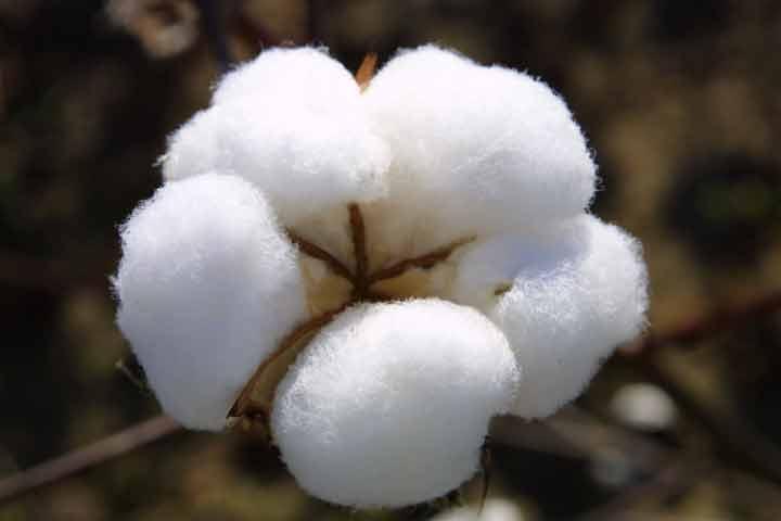 Raw Cotton for Textile Industry, Making Wicks