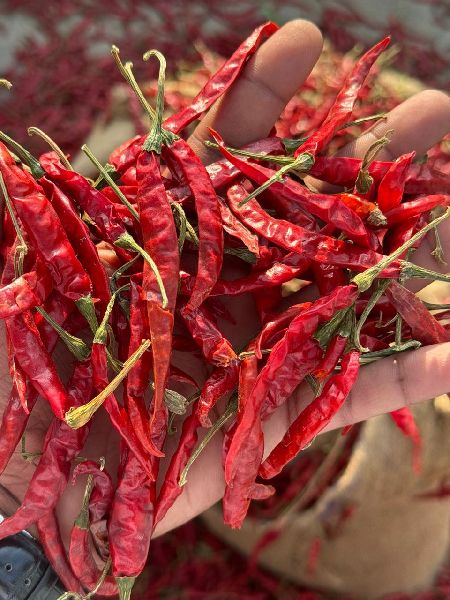 Organic red chilli for Spices