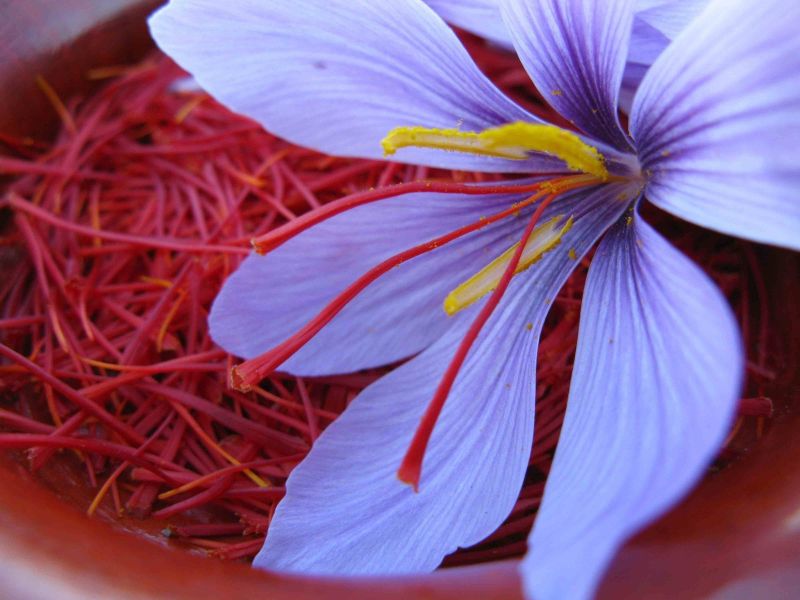 Real Himalayas Natural Kashmiri Mongra Saffron, Packaging Size : 100g, 1gm, 200gm, 2gm, 50gm, 5gm