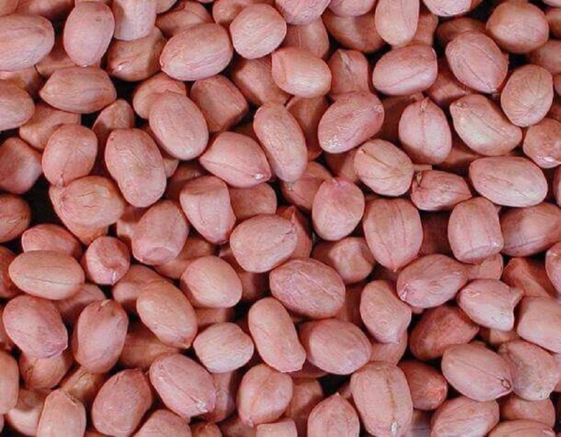 Bold Groundnut Seeds, Packaging Type : Plastic Packets