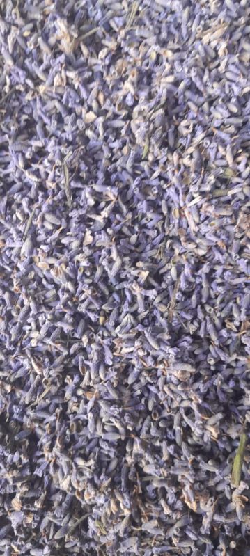Natural Lavender Buds For Cosmetics, Pharmaceutical, Tea, Perfumes