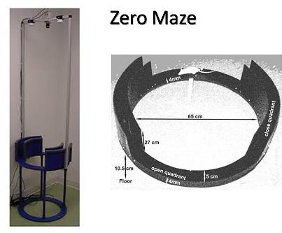 Zero Maze for Rats and Mice