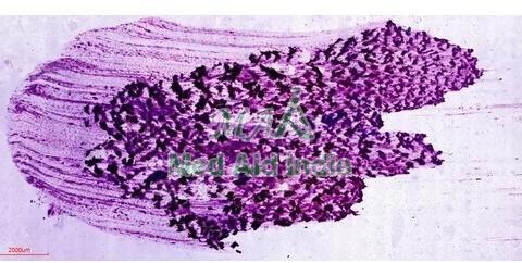 Transparent Rectangular Digital Slides of Non Gynae Cytology, for Clinical, Laboratory, Size : Standard