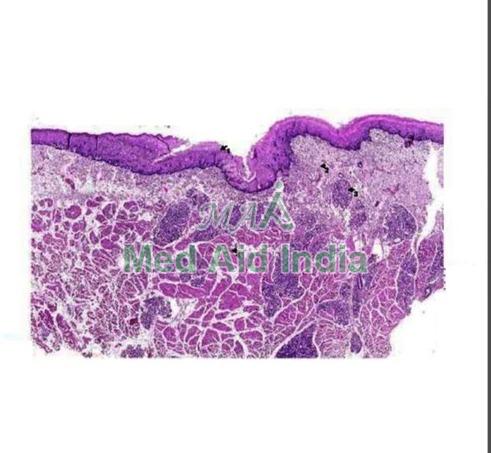 Face Development Nasal Cavity Prepared Microscope Slide