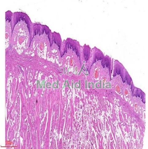 Rectangular Oral Histology Filiform Papillae Tongue Slide, for Clinical, Laboratory, Size : Standard