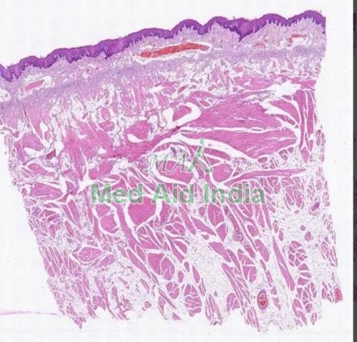 Human Histology Prepared Microscopic Glass Slide, for Chemical Laboratory, Pathology Lab, Packaging Type : Plastic Packets