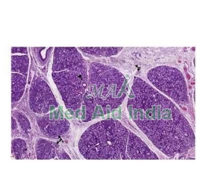 Rectangular Oral Histology Mucin Secreting Salivary Gland, for Clinical, Laboratory, Size : Standard