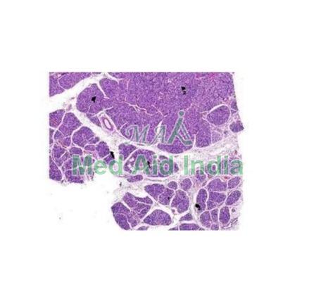Transparent Rectangular Oral Histology Sermucinous Salivary Gland, for Clinical, Laboratory, Size : Standard