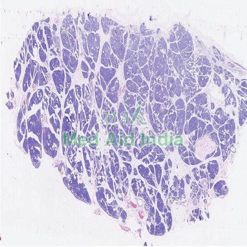 Plain Pancreas Histology Slide, for Clinical, Laboratory, Feature : Eco Friendly, Superior Quality
