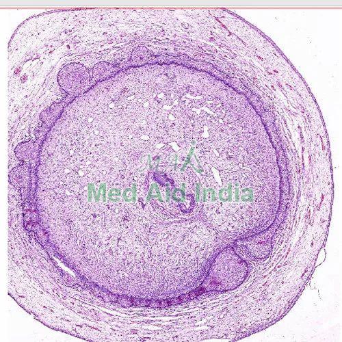 Transparent Rectangular Plain Penile Urethra Microscope Slide, for Clinical, Laboratory, Size : Standard