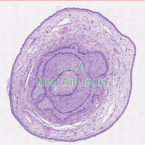 Transparent Rectangular Plain Penis Histology Slide, for Clinical, Laboratory, Feature : Crack Proof