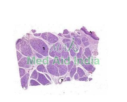 Rectangular Salivary Gland Oral Histology Prepared Slides, for Clinical, Laboratory, Size : Standard