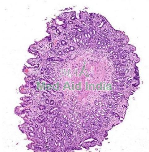 Systemic Pathology Digital Pathology Slide Sets, for Clinical, Laboratory, Feature : Eco Friendly, Superior Quality