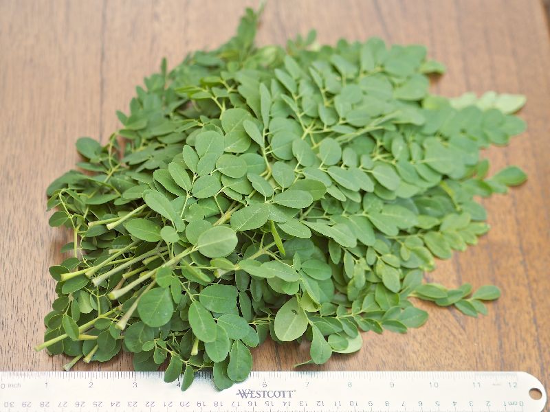 SVM EXPORTS Natural Herbal Moringa Dry Leaves, Color : Green