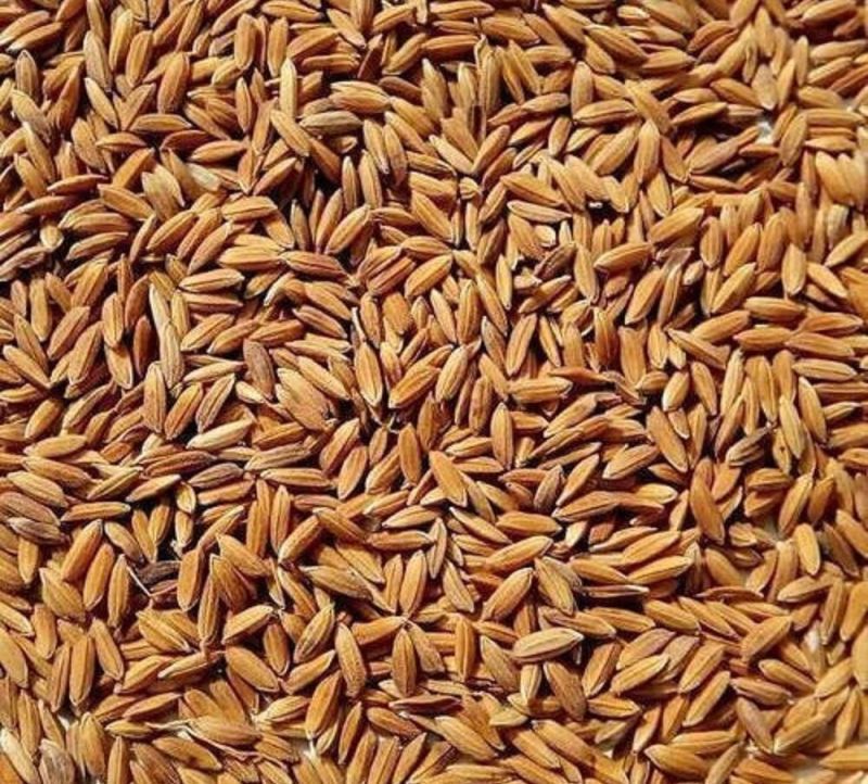 Natural Katarni Paddy for Food Processing
