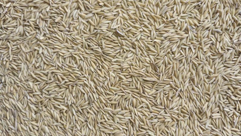 Rupali Paddy for Food Processing